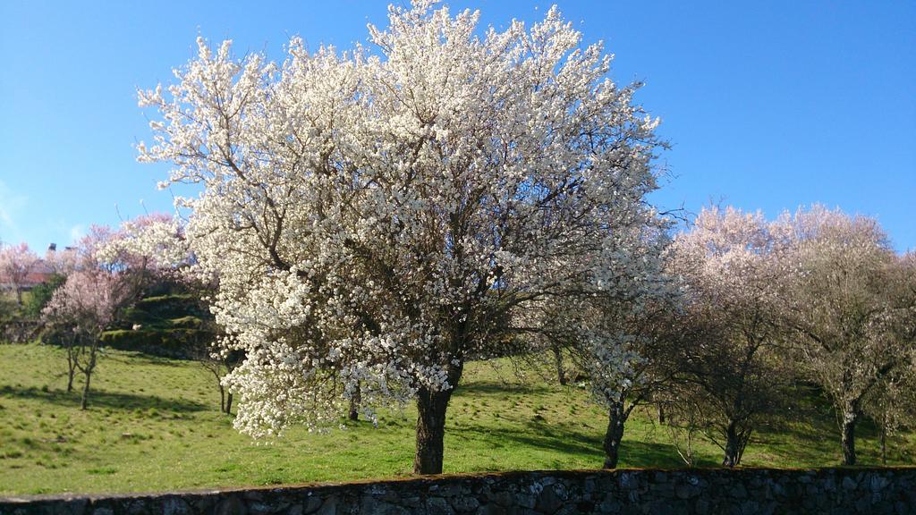 Flor Do Douro - Comercio E Hotelaria, Lda Miranda do Douro Zewnętrze zdjęcie